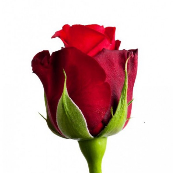 Роза кенийская красная
