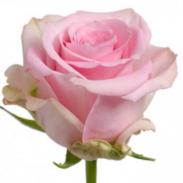 Роза эквадорская нежно-розовая