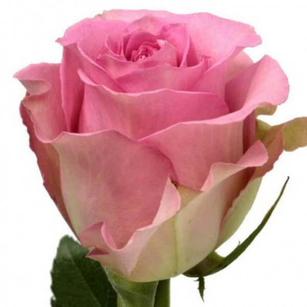 Роза кенийская нежно-розовая