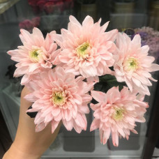 Хризантема кустовая нежно-розовая