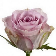 Роза кенийская светло-фиолетовая
