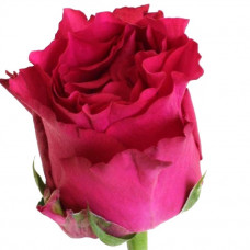 Роза кенийская ярко-розовая