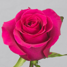 Роза эквадорская ярко-розовая