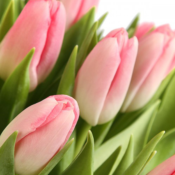 Тюльпан нежно-розовый