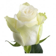 Роза кенийская белая