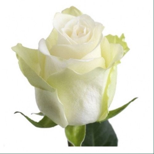Роза кенийская белая