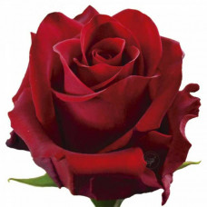 Роза эквадорская красная
